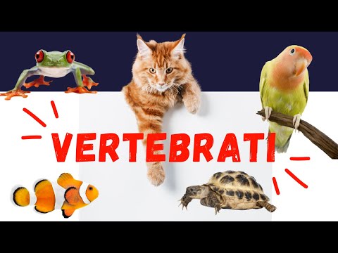 ANIMALI VERTEBRATI - la classificazione dei vertebrati spiegata ai bambini della scuola primaria
