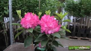 Rhododendron Hybride Passion 