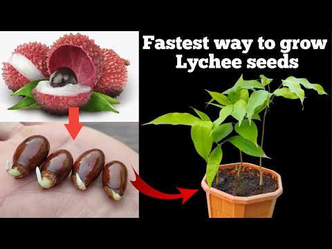 Fastest way to grow Lychee tree from seeds .