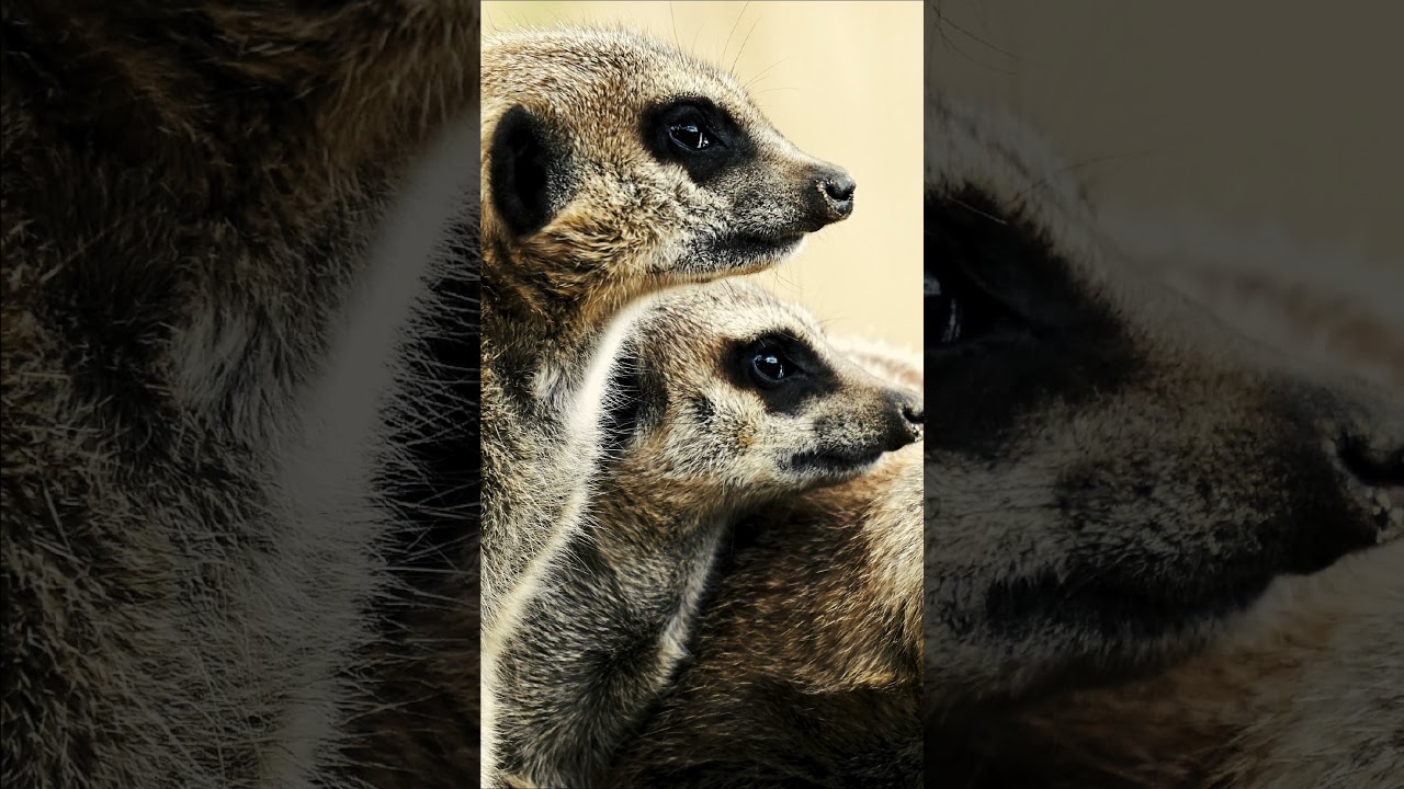 Fresno Chaffee Zoo 2025 Logo #zoo #animals #logo #logodesign