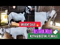 Urjent Sale Ghar Pala Beetal Kota Female Goat Lo Aur Shouk Karo Mosin Bhai Nashik Maharashtra