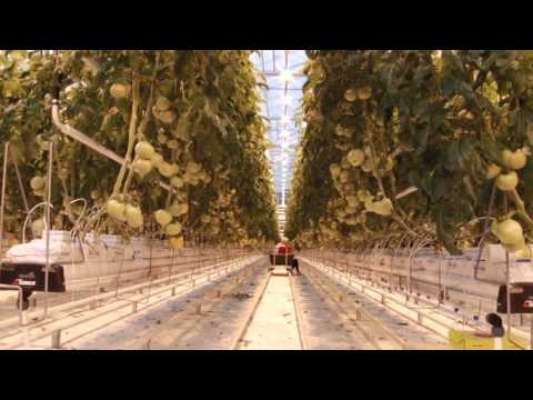 ZB 11ser - KĀ TOP Getliņu tomāti