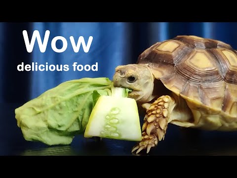 Too Cute Baby Animals Eating Food ASMR - ASMR MUKBANG | TURTLE TORTOISE EATING FOOD 먹방 🐢🍔