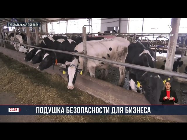 Аграрная кредитная корпорация  профинансировала сотни проектов в Шымкенте и Туркестанской области