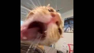 Cover art for me gustas tanto