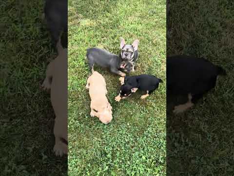Video 5