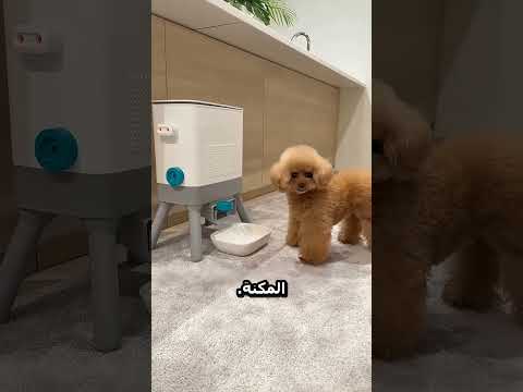 الكلب بيتصرف بذكاء #اكسبلور #viral #اكسبلور #viral