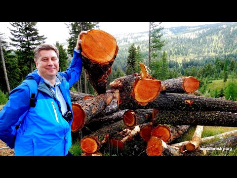 Adam Wasiak 2016 Fellow Poland “Comparing Forest Management Practices between Poland and Oregon"