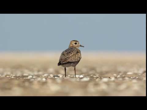 Goudplevier - Pluvialis apricaria - European golden plover