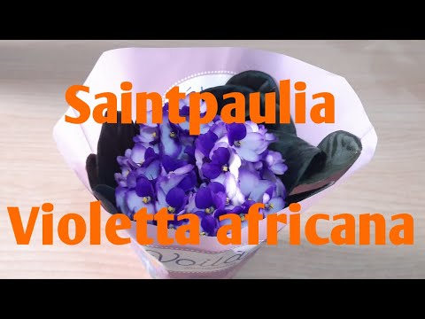 Violetta africana - Saintpaulia