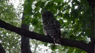 preview picture of video 'Barred Owl In Fairway, KS - Floppycats'