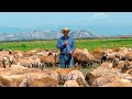 Life Of Azerbaijani Shepherds! We Milk The Sheep For Cheese And Cooking A Delicious Dinner