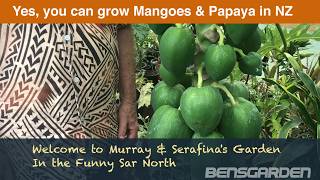 Murray and Serafina's papaya growing in pots