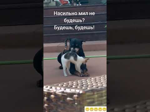 Редкий случай. Насильно мил будешь #cat #love #dog #funny #viral #shorts #funnyvideo #youtubeshorts