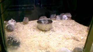 preview picture of video 'Dwar Hamsters at Pet City Houston'