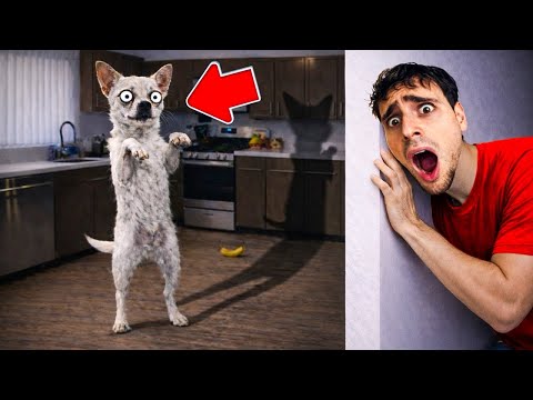 OUR DOG MIGHT BE A SKINWALKER…😨