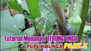 Tutorial Tani  Menanam TERUNG UNGU Pemupukan Bunga. PART 5