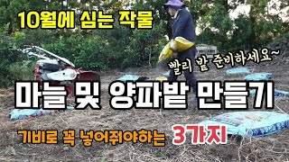 10월에 심는작물 마늘양파심는시기 마늘 양파밭 만들기 밑거름으로 꼭 넣어줘야하는 3가지