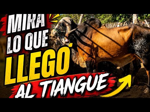 Lo que me encontré en el tiangue😱 del tránsito San Miguel #ganaderia #ganado #elsalvador 