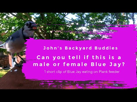 Can you tell if this is a MALE or FEMALE BLUE JAY?