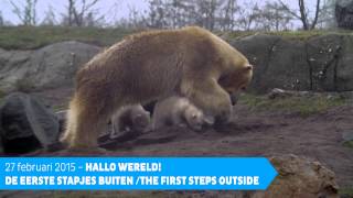 IJsbeertjes Blijdorp: Eerste stapjes buiten - Polar bear cubs first steps outside