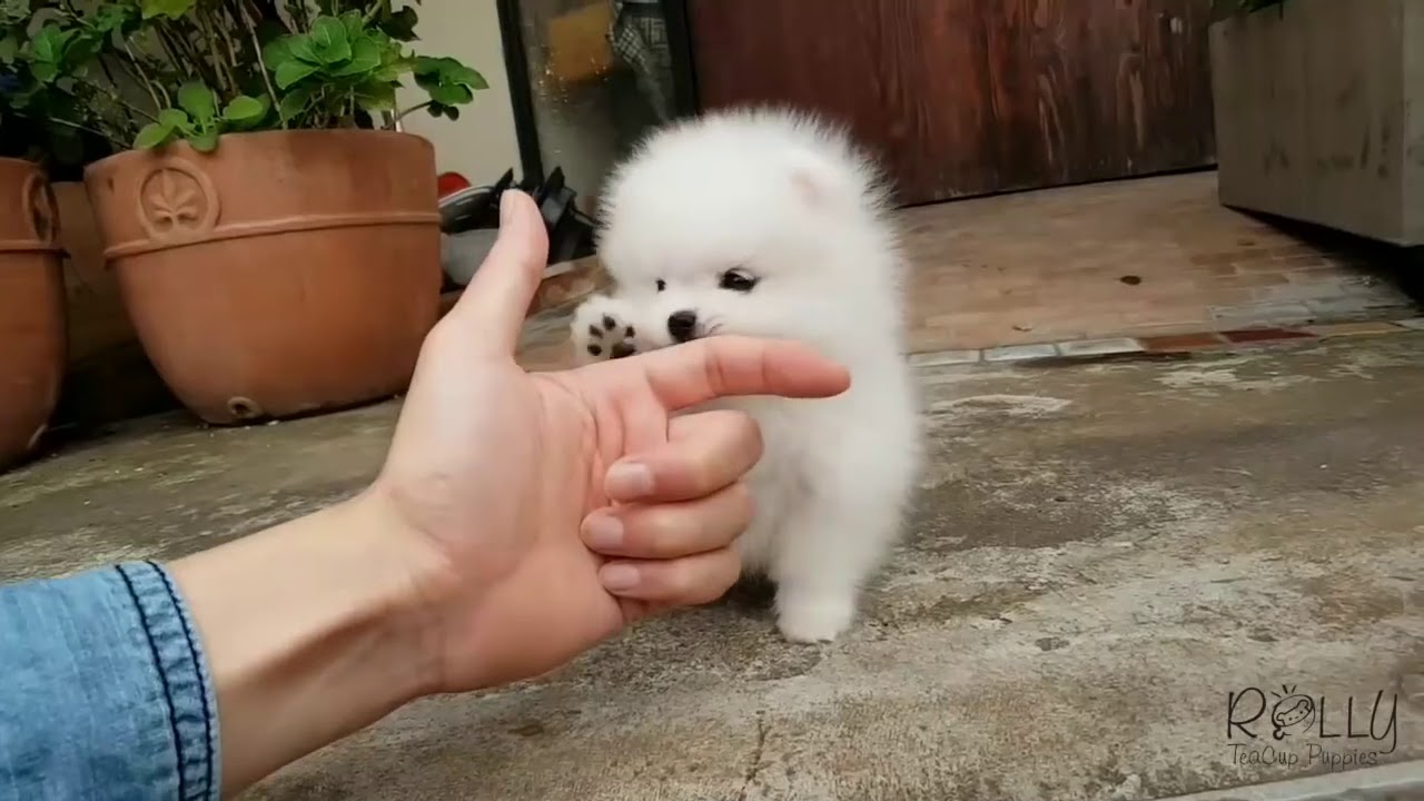 REGALO CUCCIOLI SPITZ VOLPINO DI POMERANIA MINI TOY