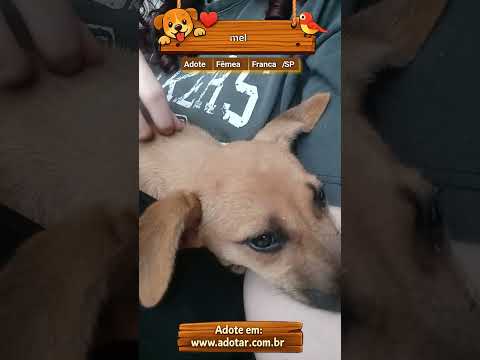 Vídeo de mel