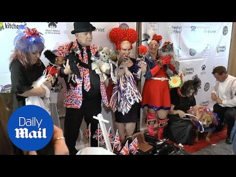 New York Pet Fashion Show full of glitz and glamour