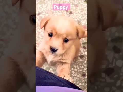 #viral #shorts #puppy #viral