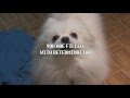 All Gabe The Dog Undertale Songs Compilation.