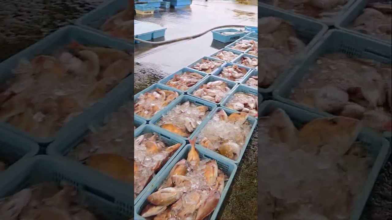 わたぽんがたくさん鯛を獲ってくれたよ！2026年4月1日の片名市場の様子 #へんな魚おじさん #片名市場