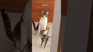 #cat #cute #catvideo #cutecat #funnyvideo #pets #funny