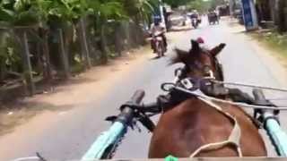 preview picture of video 'Du lich xe ngua tai diem dung chan huyen Chau Thanh'