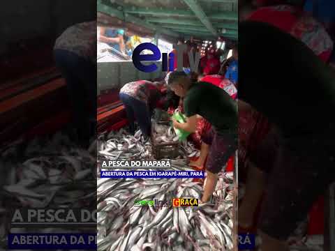 Abertura da Pesca em Igarapé-Miri, Pará