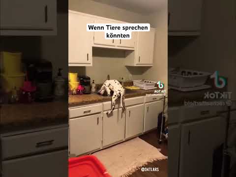 Wenn Tiere sprechen könnten #dog #lustig #katze #funny #memes #cat #lol #pets #animals #humor
