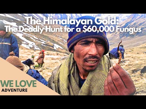Himalayan Gold: The Deadly Hunt for a $60,000 Fungus - Full Documentary