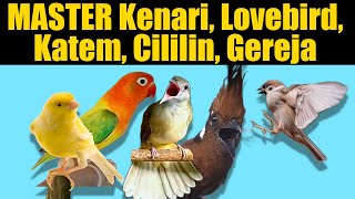Download lagu MASTER KENARI LOVEBIRD KATEM CILILIN GEREJA mp3