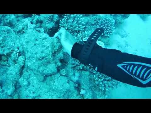 Zdenka & Chris : Oktopus klaut GoPro 1