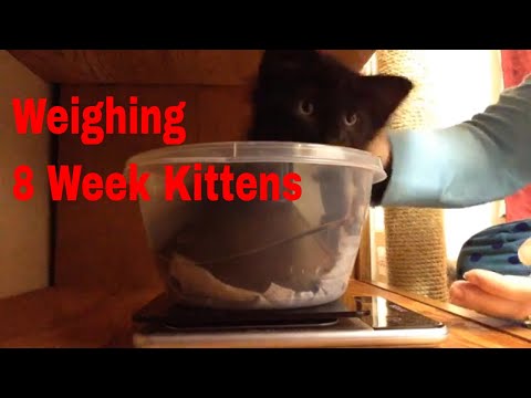Weighing 8 Week Old Kittens
