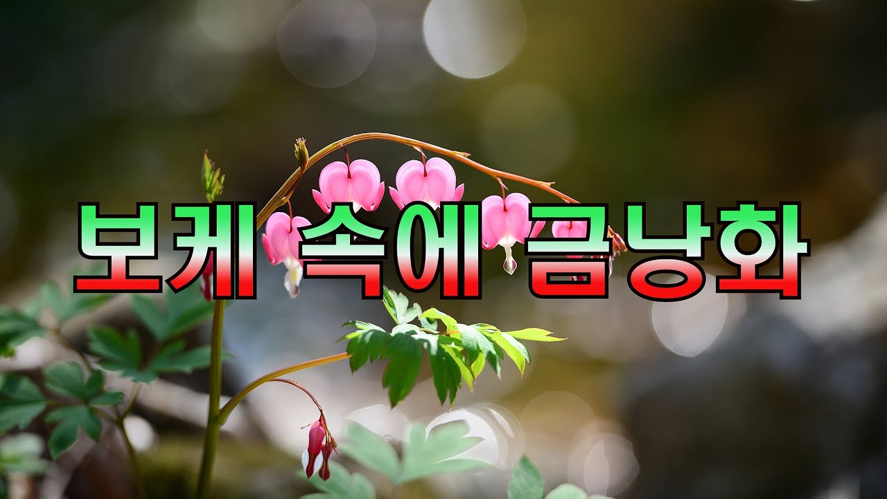 금낭화 유튜브 썸네일