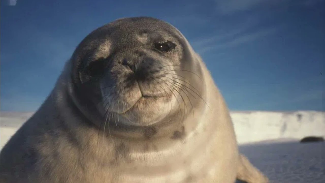 Sealtown Video thumbnail