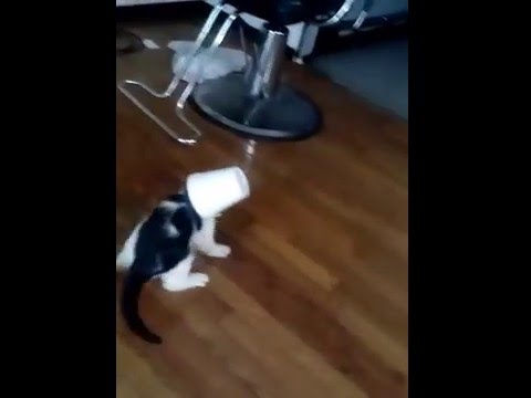 Cat Drinking Lean