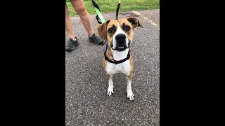 Video preview image #1 Mutt Puppy For Sale in Shelburne, VT, USA