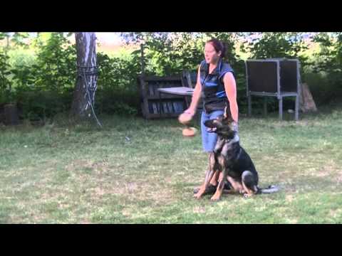 Erik z Kurimskeho haje - obedience 16 months