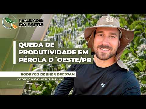 Colheita da soja começa em Pérola D´Oeste/PR com projeção de queda de produtividade