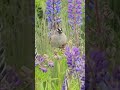 Sparrow #sparrow #flowers #nature