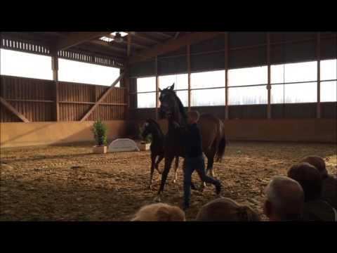 v Diacontinus GreyTop