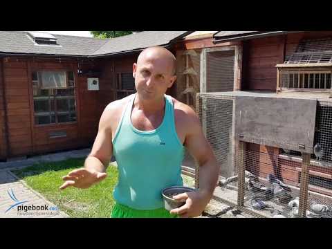 Piotr Bugała - PZHGP 0153 Ruda Śląska / Rewelacja ( 50 Wkł. - 41 Konk. )