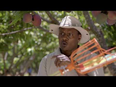 Shamba Shape Up Sn 8 - Ep 8: Mangoes, Oranges, Home Biogas (Swahili)
