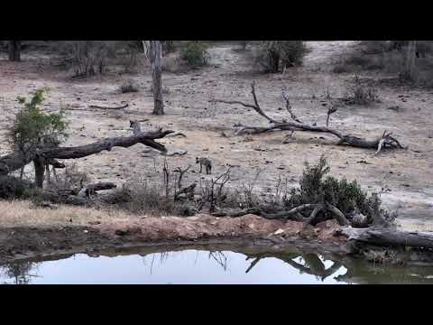 Djuma: Lone Hyena stops in for a quick drink - 05:36 - 10/10/18